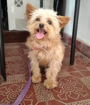 Sheena, huéspeda de la guardería canina de Tandil - energía y corazón gigante