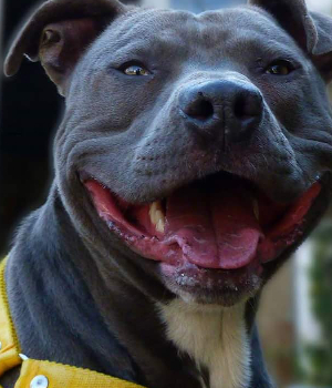 Metal, huésped de la guardería canina de Tandil - grandote y muy tierno