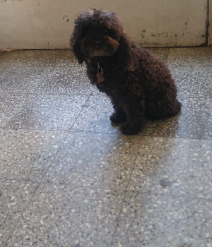 Lola, 9 años, huéspeda tranquila y compañera de la guardería canina de Tandil