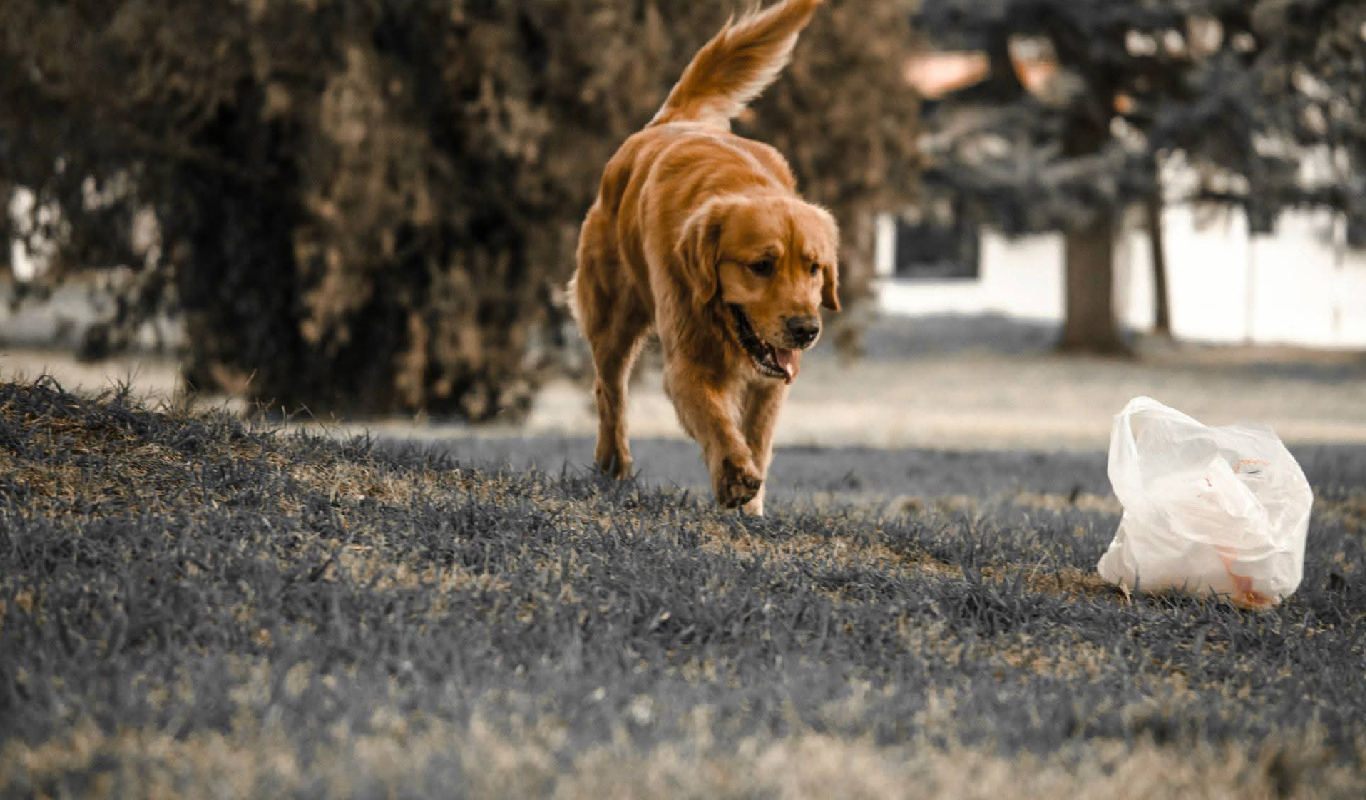 Perro feliz en la guardería canina de Tandil, cuidado familiar sin jaulas