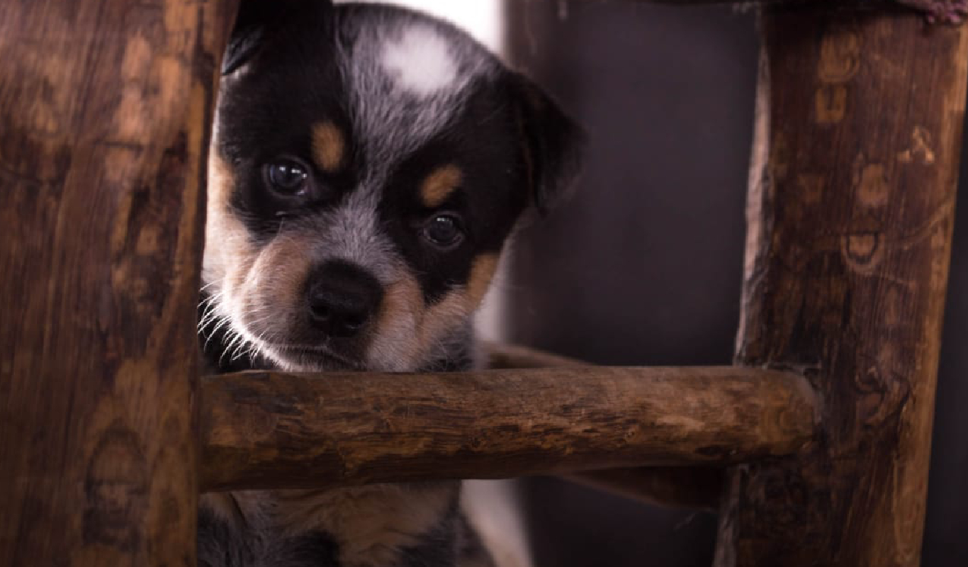 Perro disfrutando su estadía en la guardería canina de Tandil, adentro de casa y con paseos