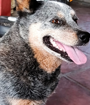 Helga, huéspeda desde bebé en la guardería canina de Tandil - pura alegría