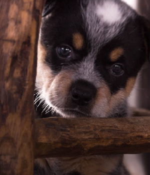 Fusa, mamá de Helga - compañera noble y muy adaptable en la guardería canina de Tandil