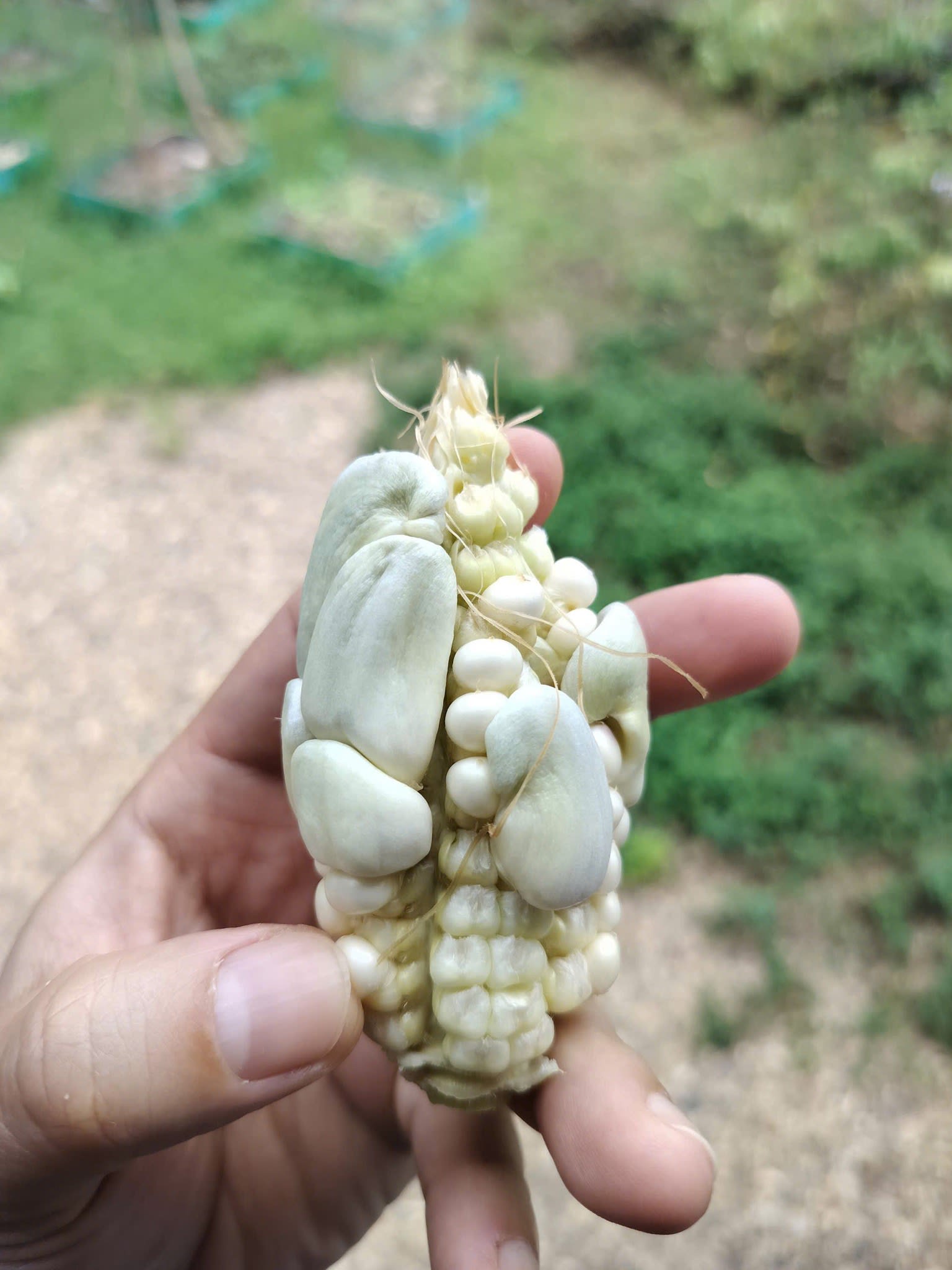 Ảnh 5.