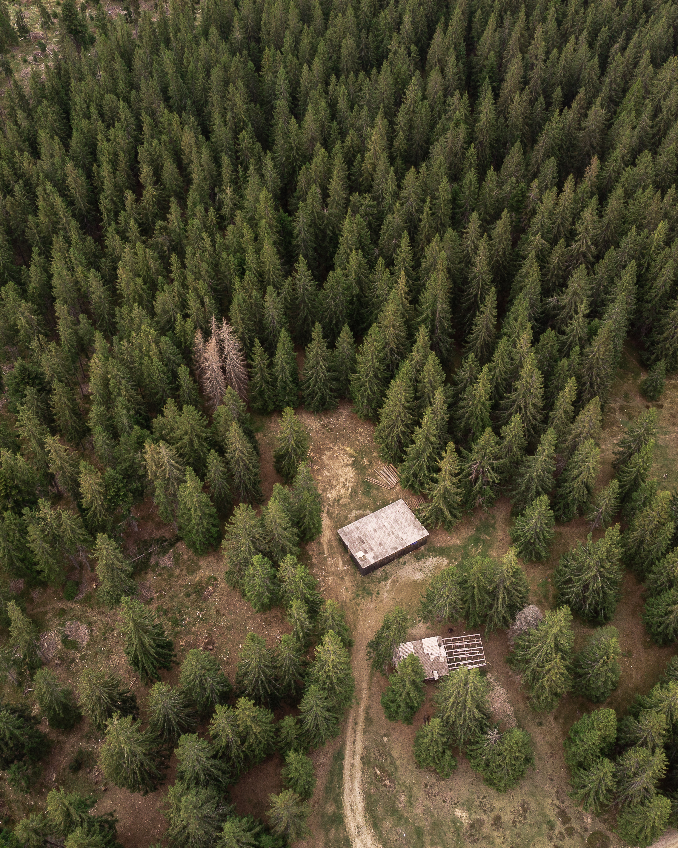 Reforestation to Restore Natural