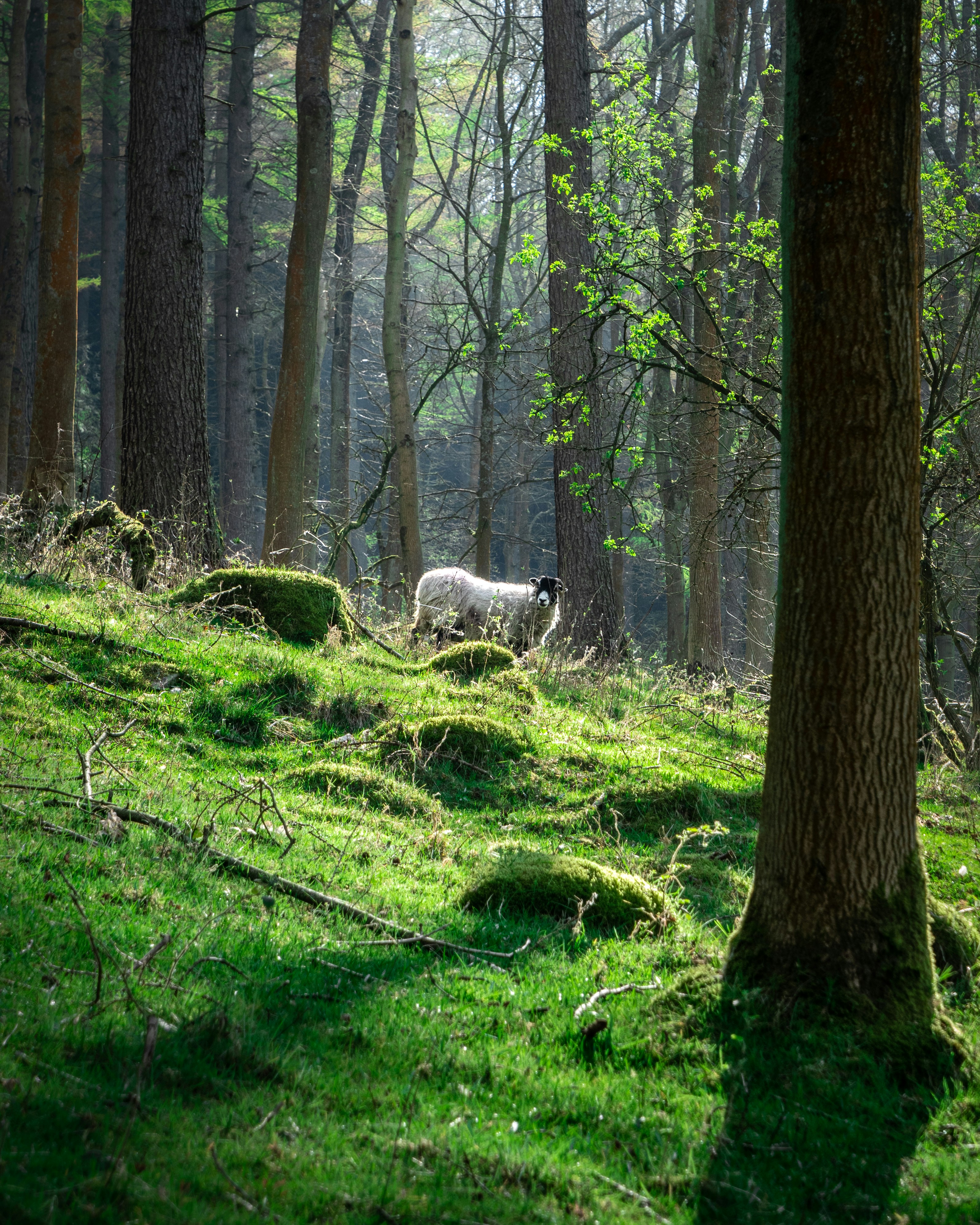 Protecting nature