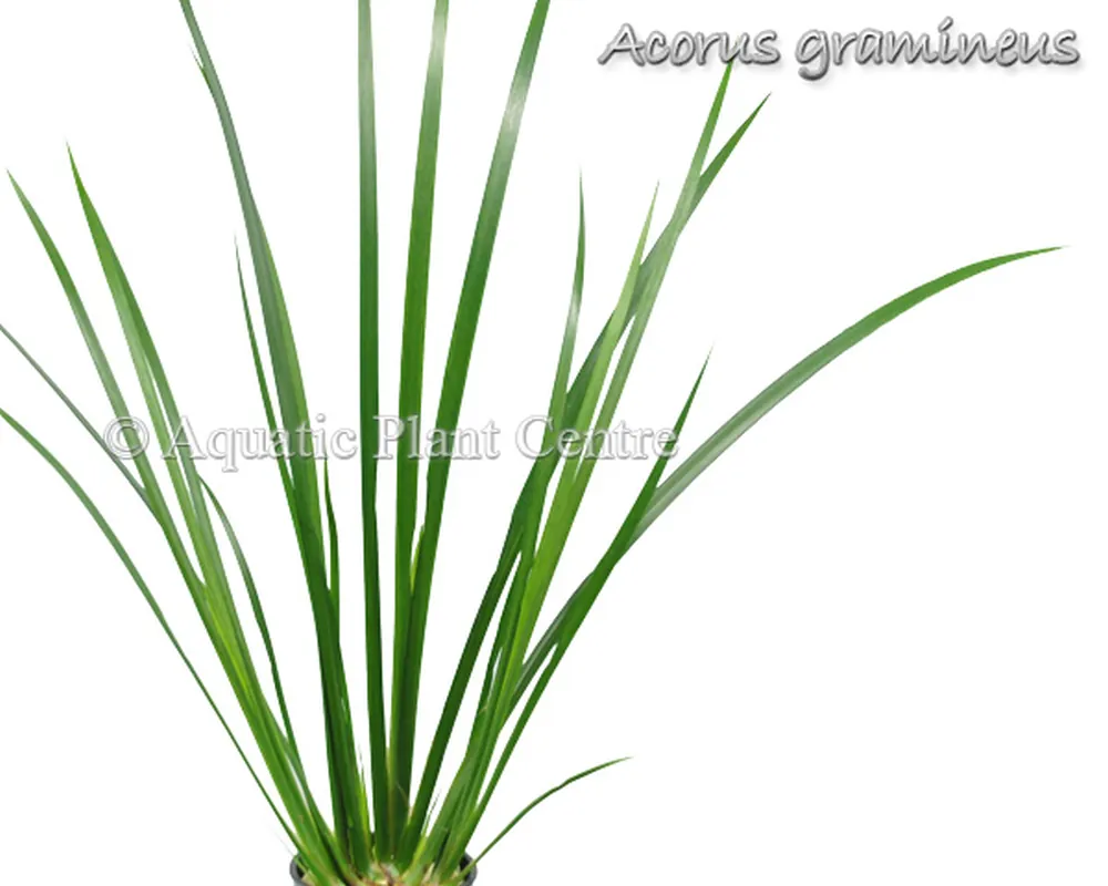 Acorus gramineus9.jpg_2