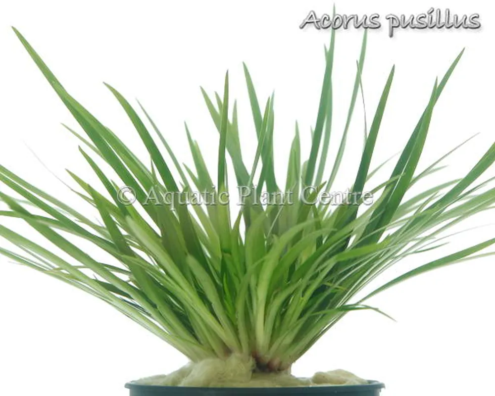 Acorus_pusillus.jpg