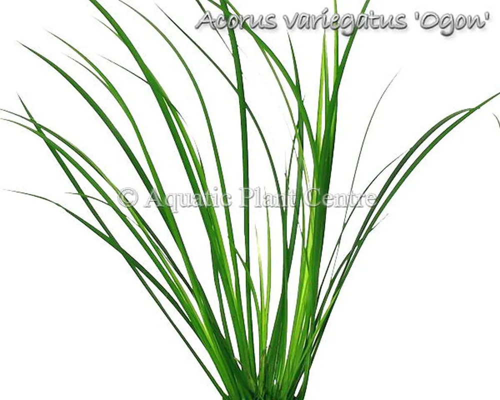 Acorus variegatus 'ogon'.jpg_product_product