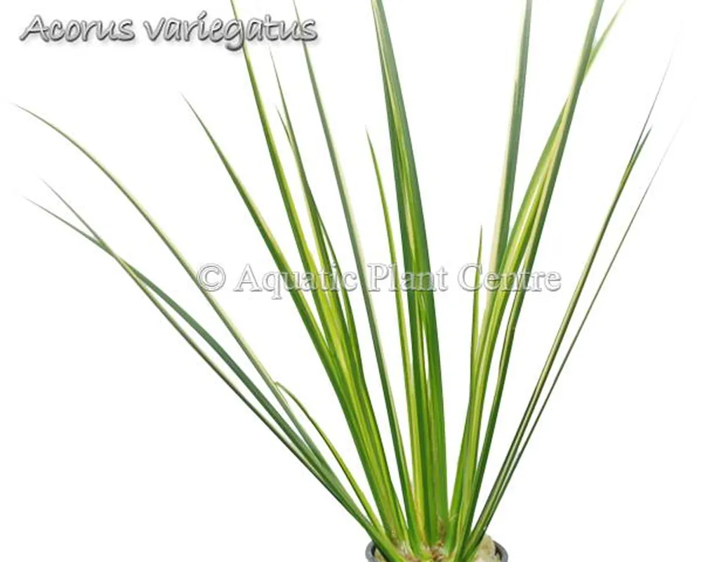 Acorus variegatus.jpg
