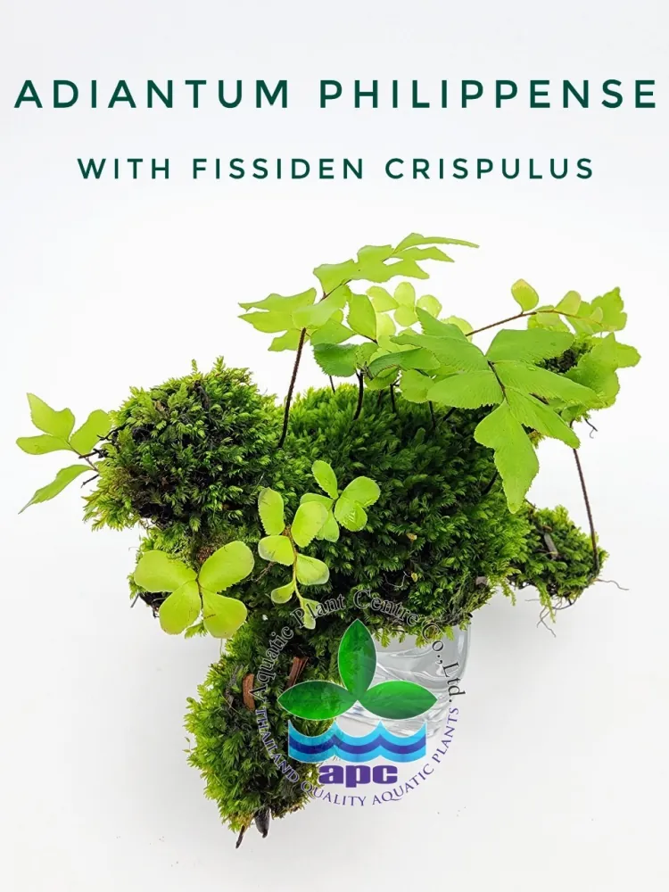 Adiantum Philippense with Fissiden Crispulus.jpg