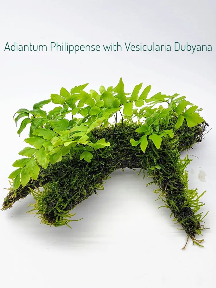 Adiantum Philippense with Vesicularia Dubyana.jpg