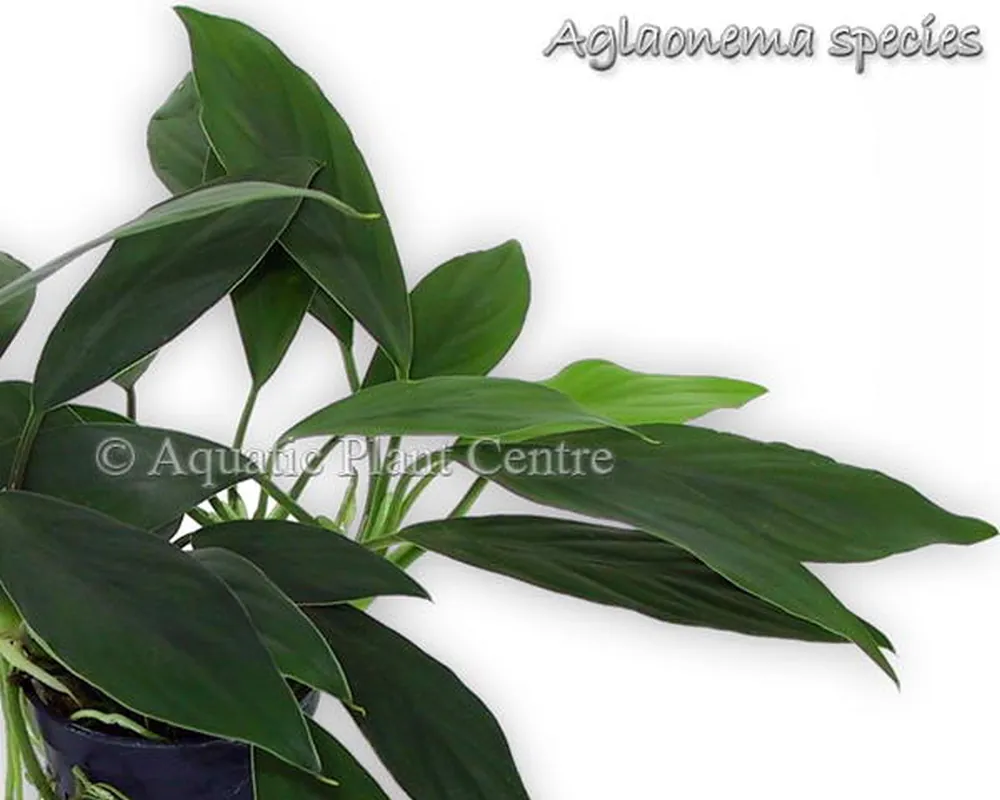 Aglaonema_species.jpg