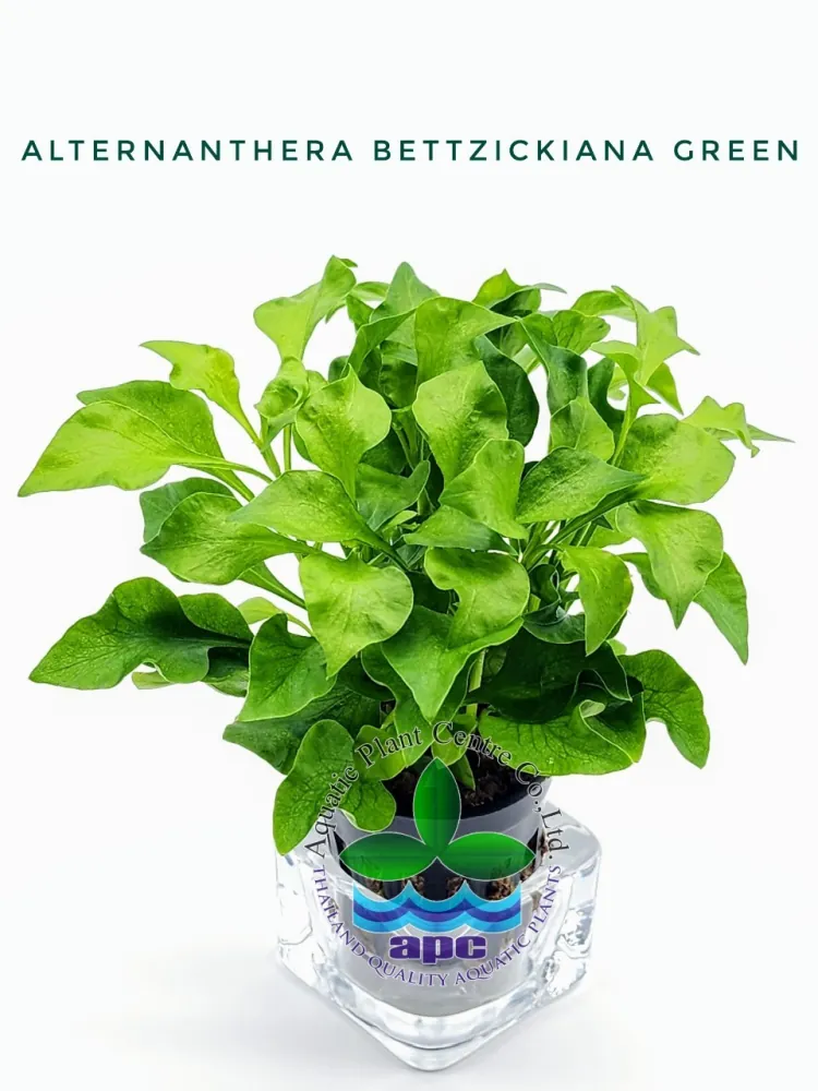 Alternanthera Bettzickiana Green.jpg