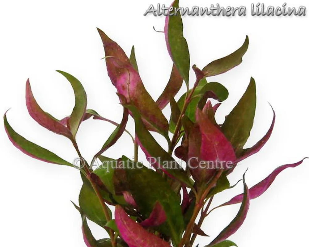 Alternanthera lilacina.jpg