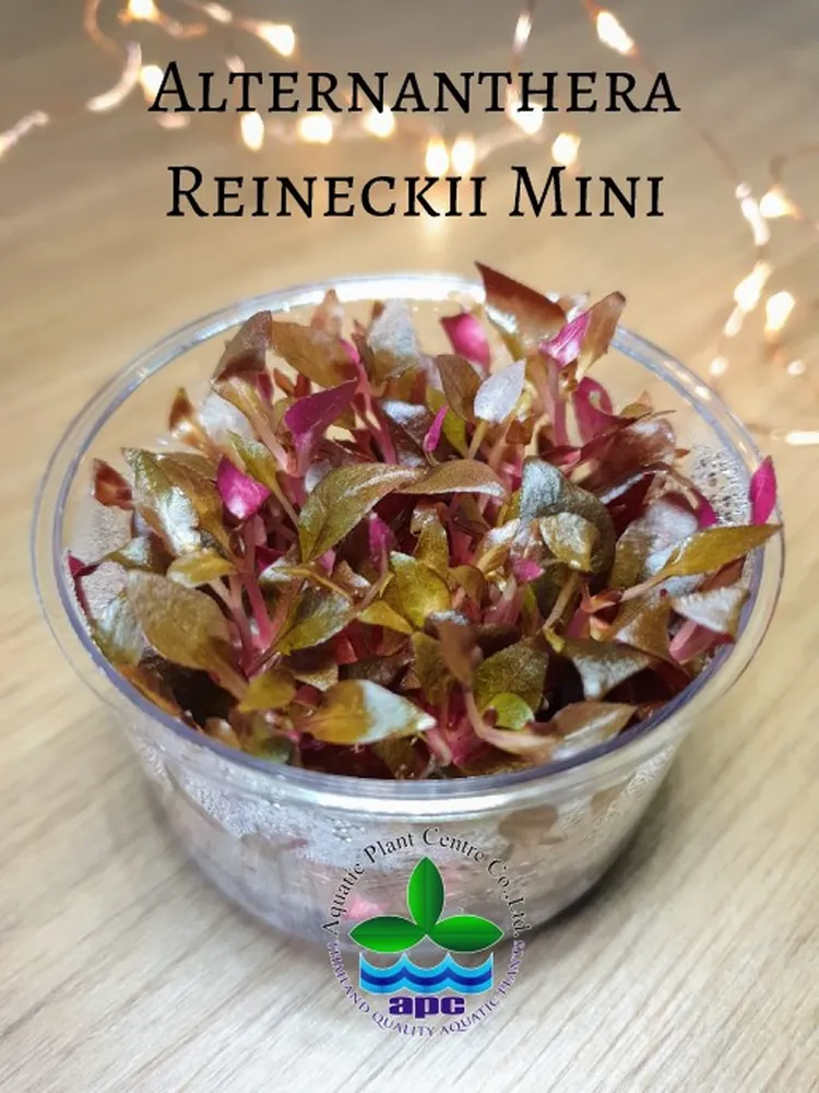Alternanthera Reineckii Mini TC CUP (Custom).jpg_1