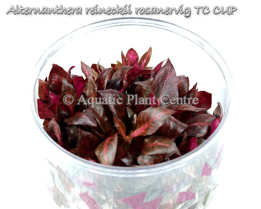Alternanthera reineckii rosanervig TC CUP.jpg