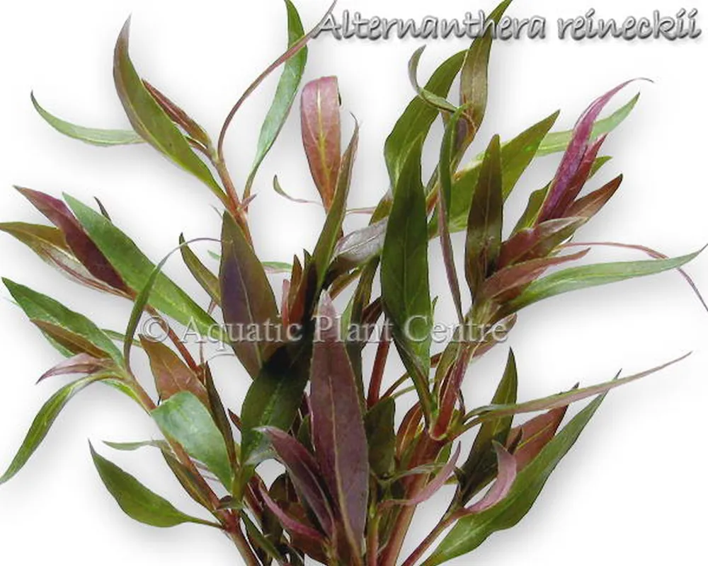 Alternanthera reineckii.jpg