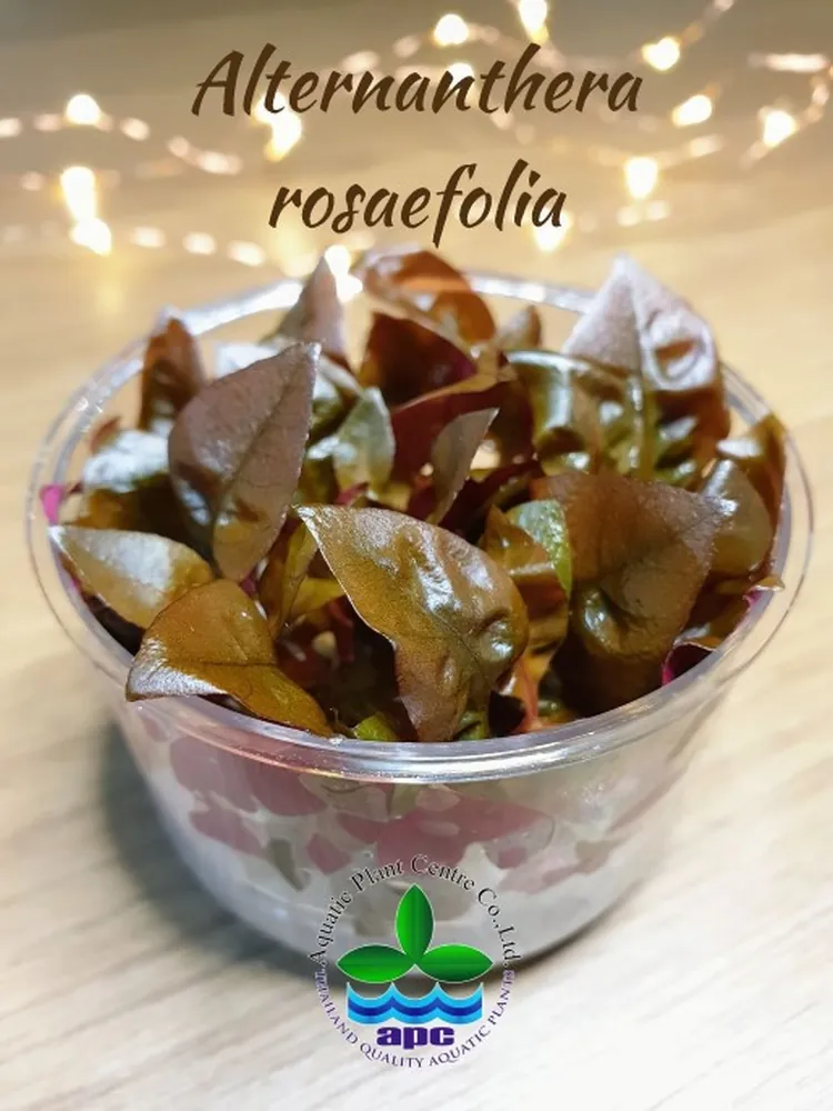 Alternanthera Rosaefolia TC CUP.jpg
