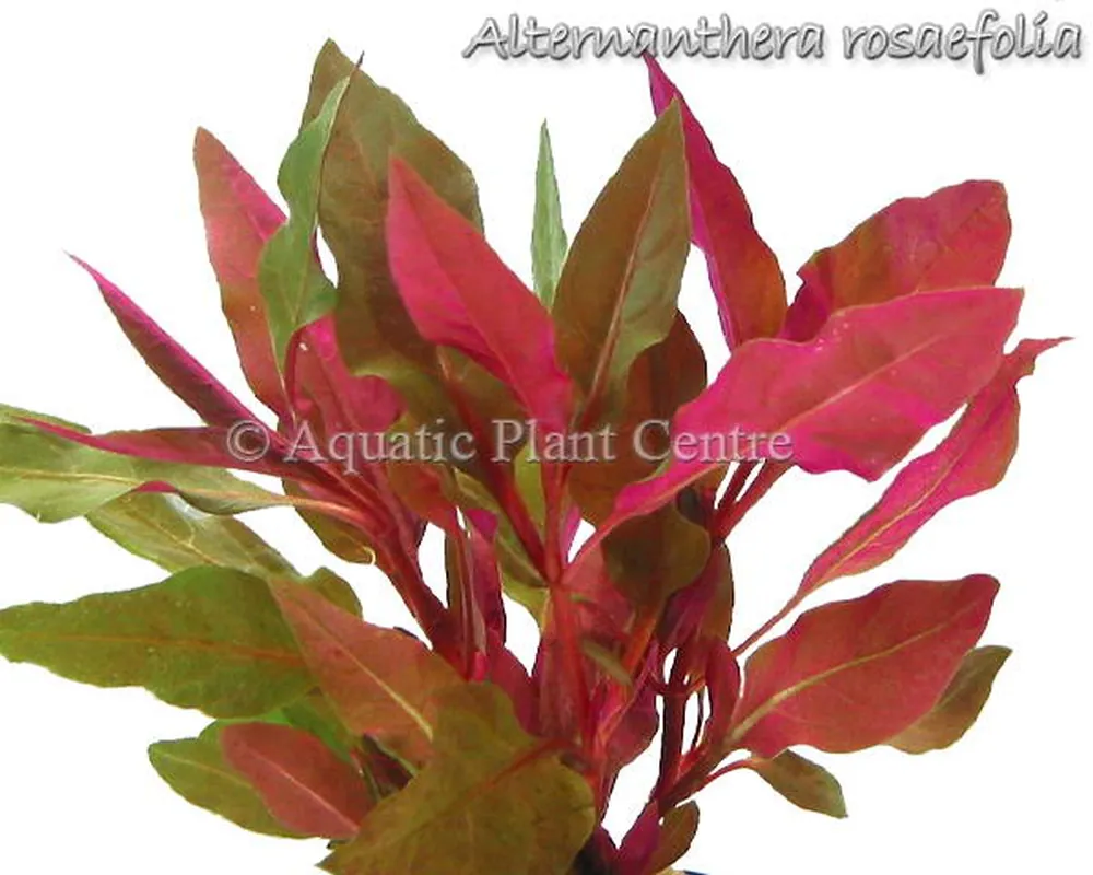 Alternanthera rosaefolia.jpg