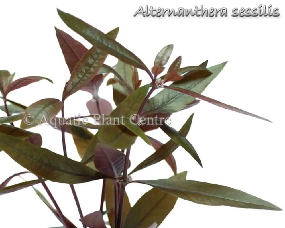 Alternanthera sessilis.jpg