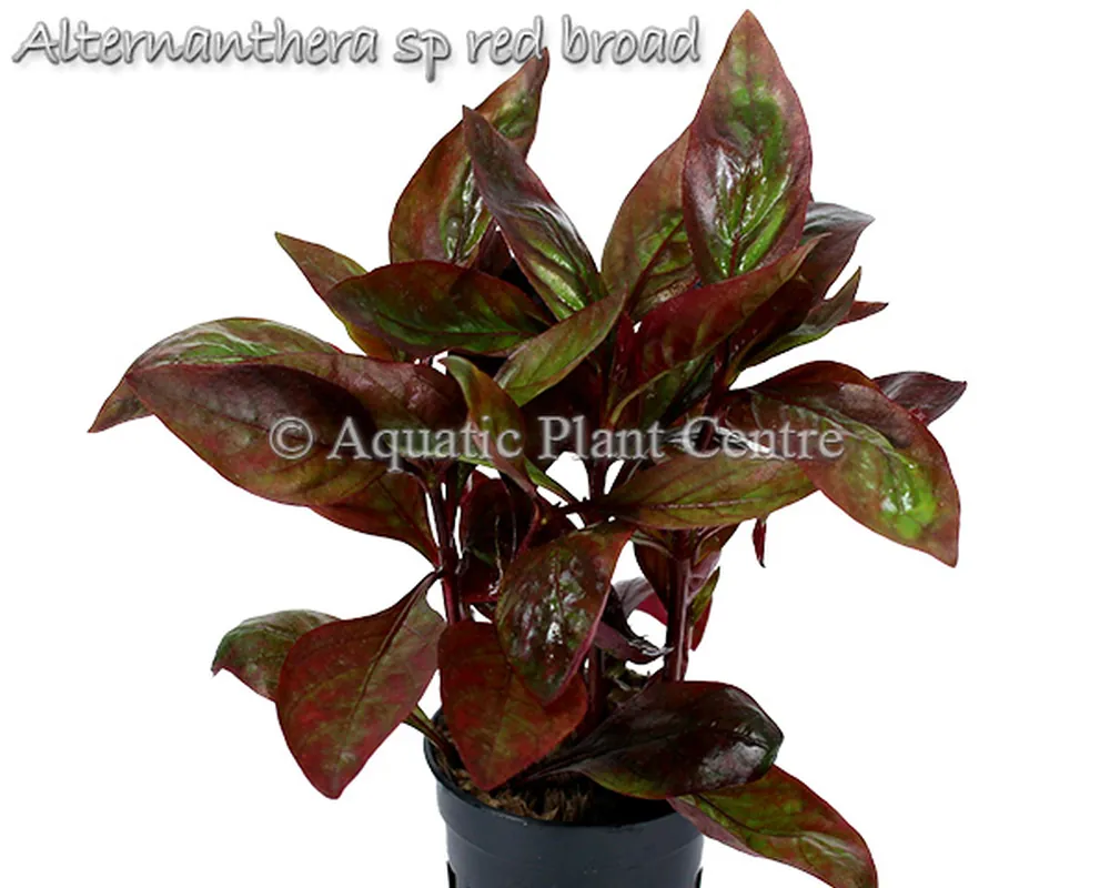 Alternanthera sp red broad.jpg