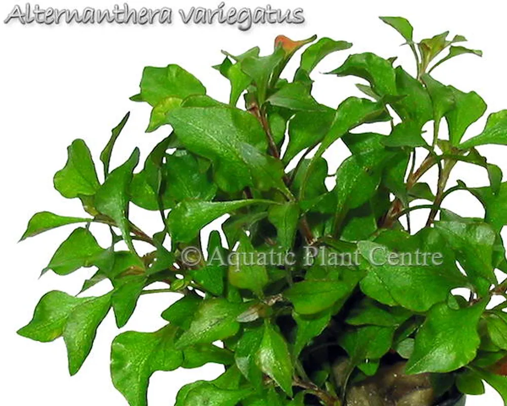 Alternanthera variegatus.jpg