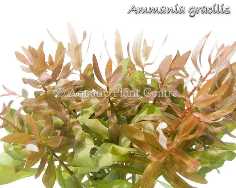 Ammania gracilis.jpg