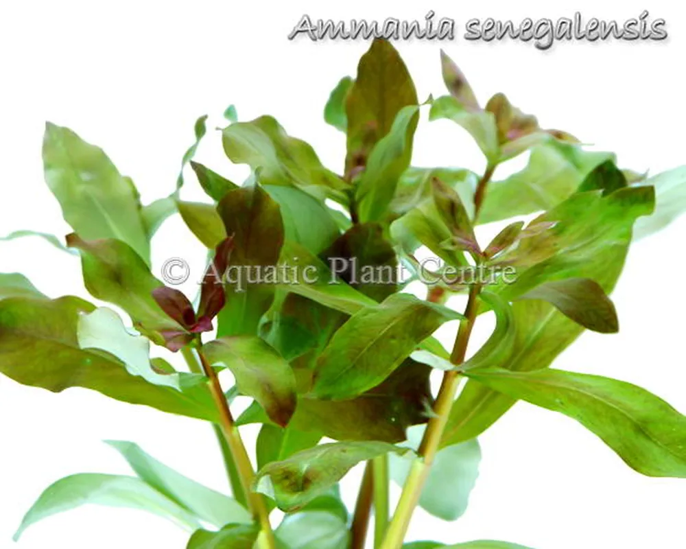Ammania senegalensis.jpg