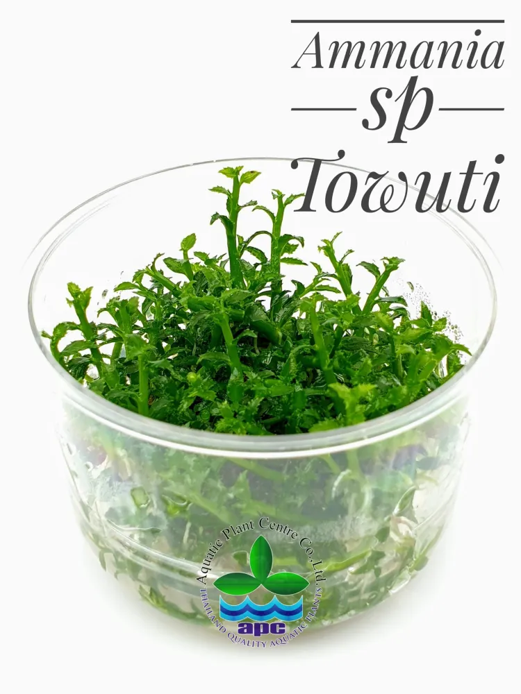 Ammania sp Towuti.jpg