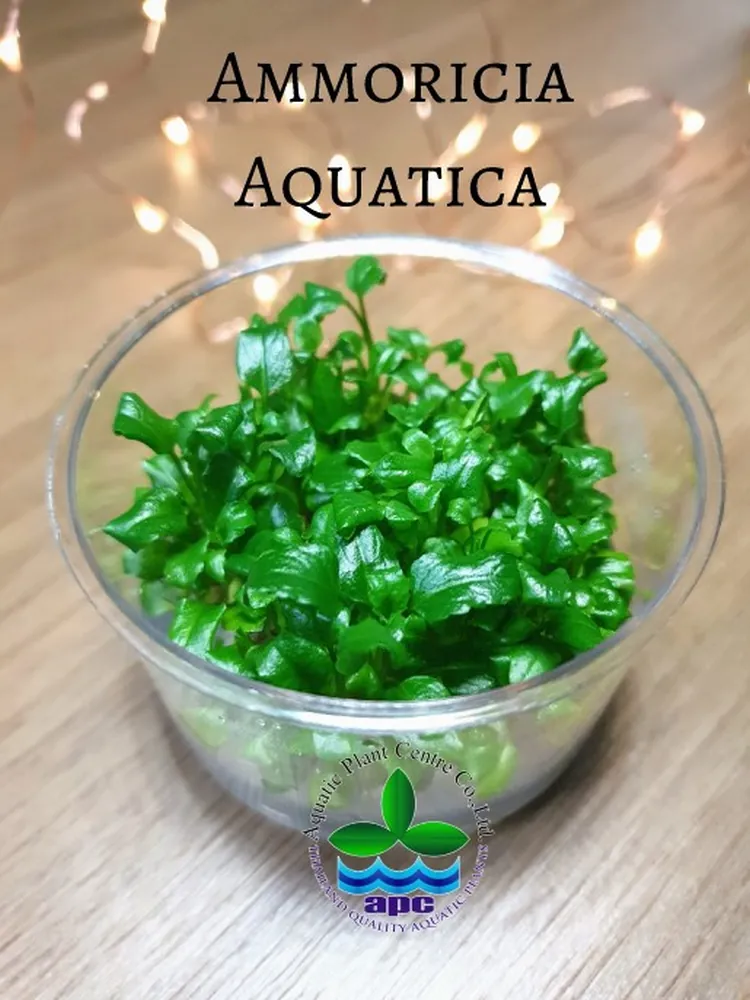 Ammoricia Aquatica TC CUP (Custom).jpg_1