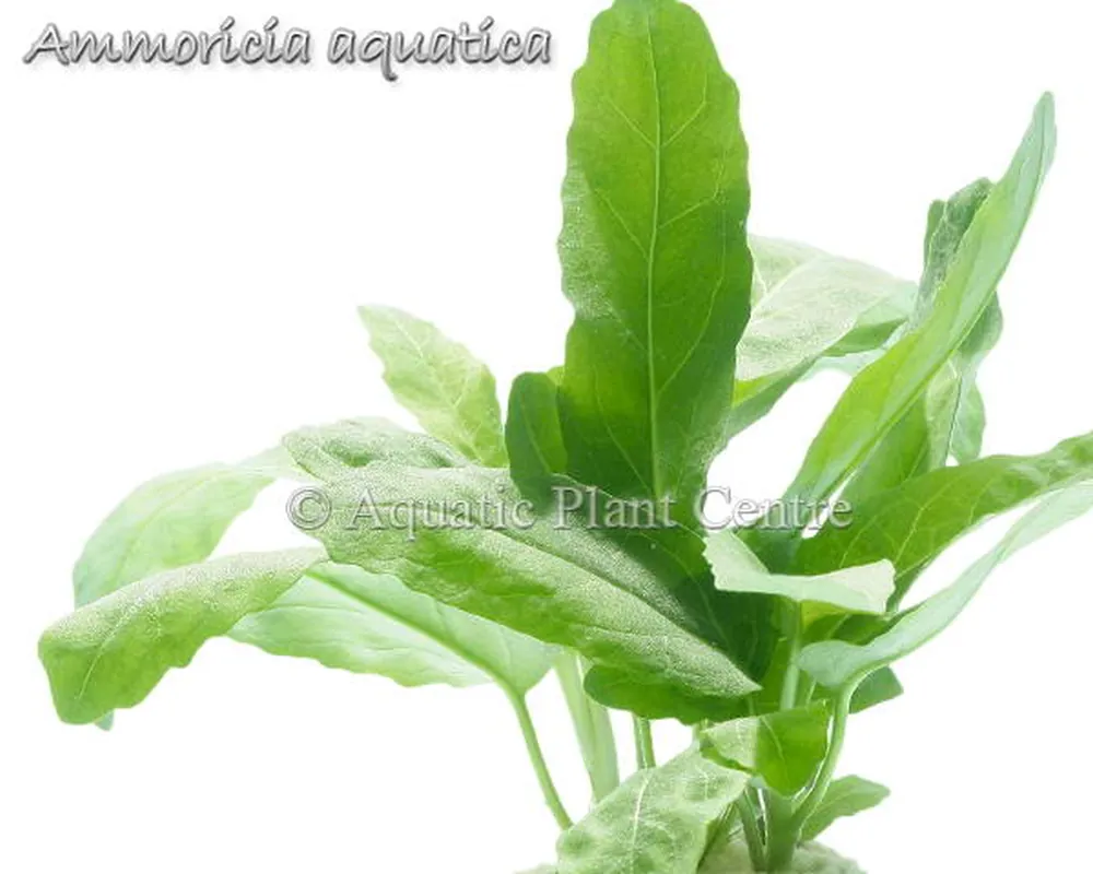 Ammoricia aquatica.jpg