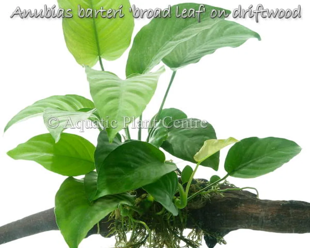 Anubias barteri 'broad leaf' on driftwood.jpg_product
