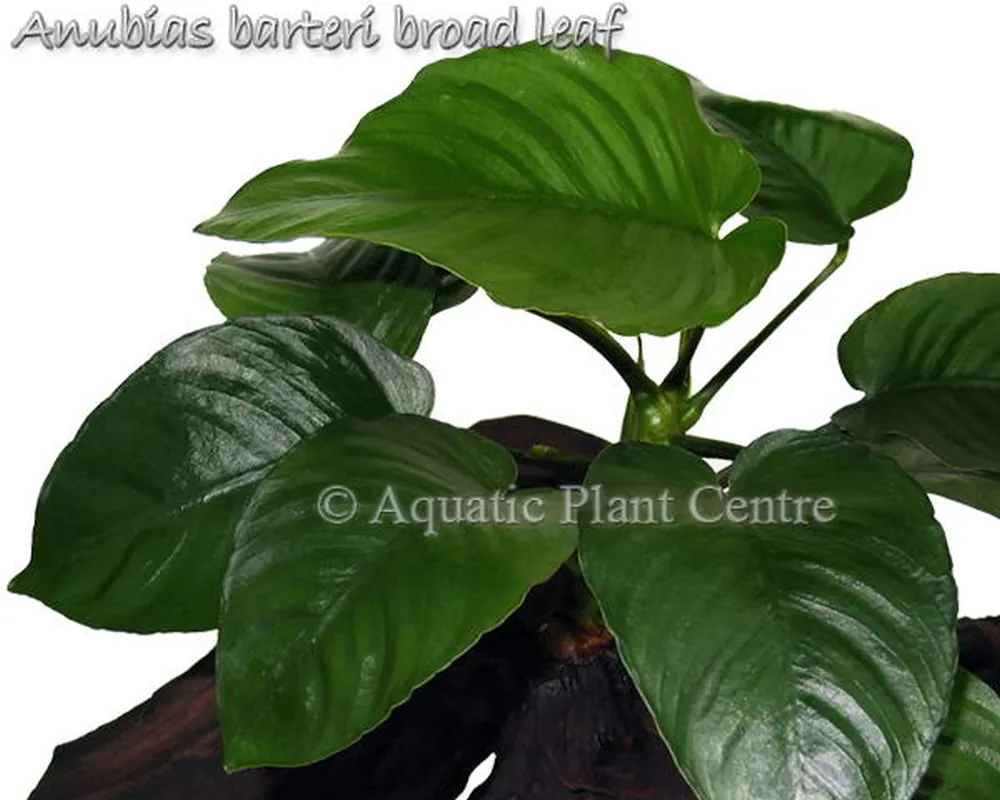 Anubias barteri broad leaf.jpg