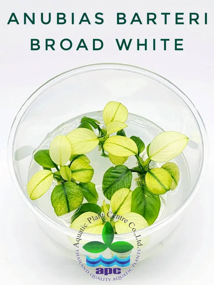 Anubias Barteri Broad White TC CUP.jpg