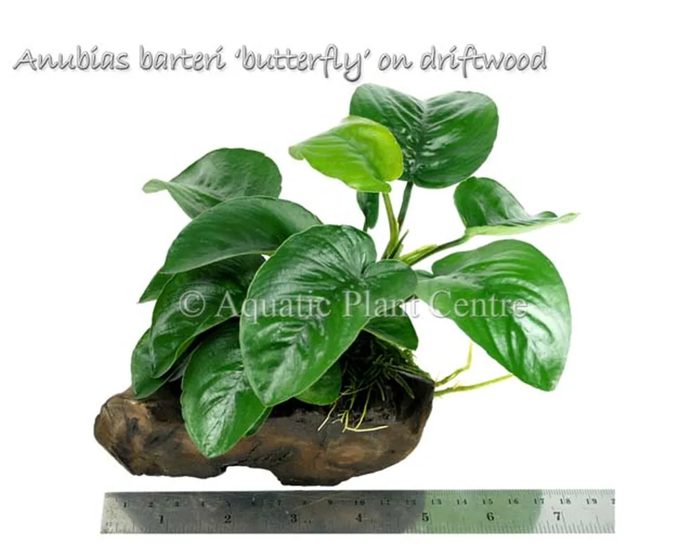 Anubias barteri 'butterfly' on driftwood.jpg_product