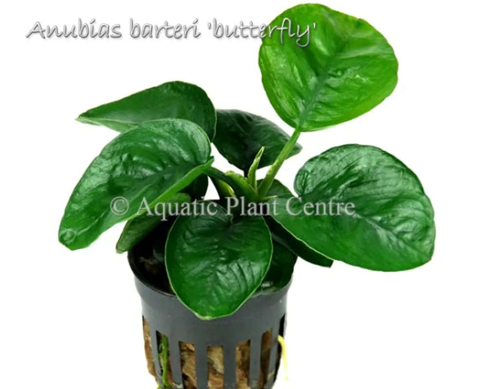 Anubias barteri 'butterfly'.jpg_product_product