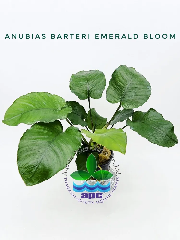 Anubias Barteri Emerald Bloom.jpg