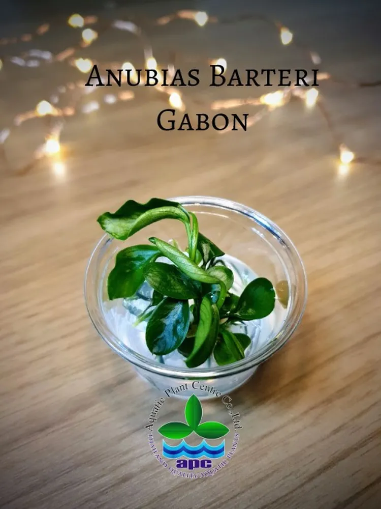 Anubias sp gabon TC CUP.jpg