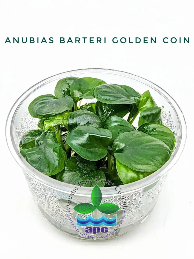 Anubias Barteri Golden Coin.jpg
