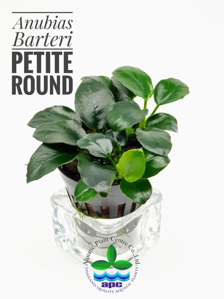 Anubias Barteri Petite Round.jpg
