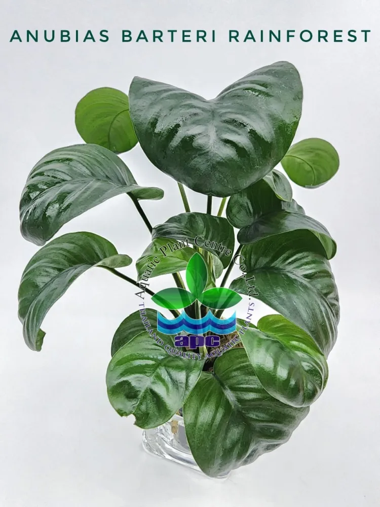 Anubias Barteri Rainforest.jpg