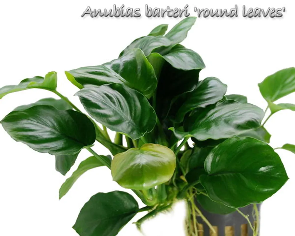 Anubias barteri 'round leaves'.jpg_product_product_product