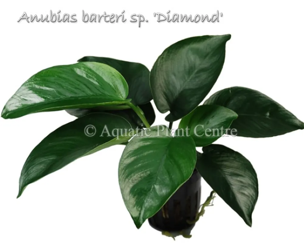 Anubias barteri sp. diamond.jpg