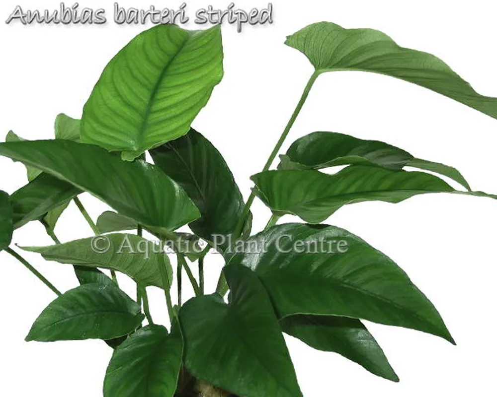 Anubias barteri striped.jpg