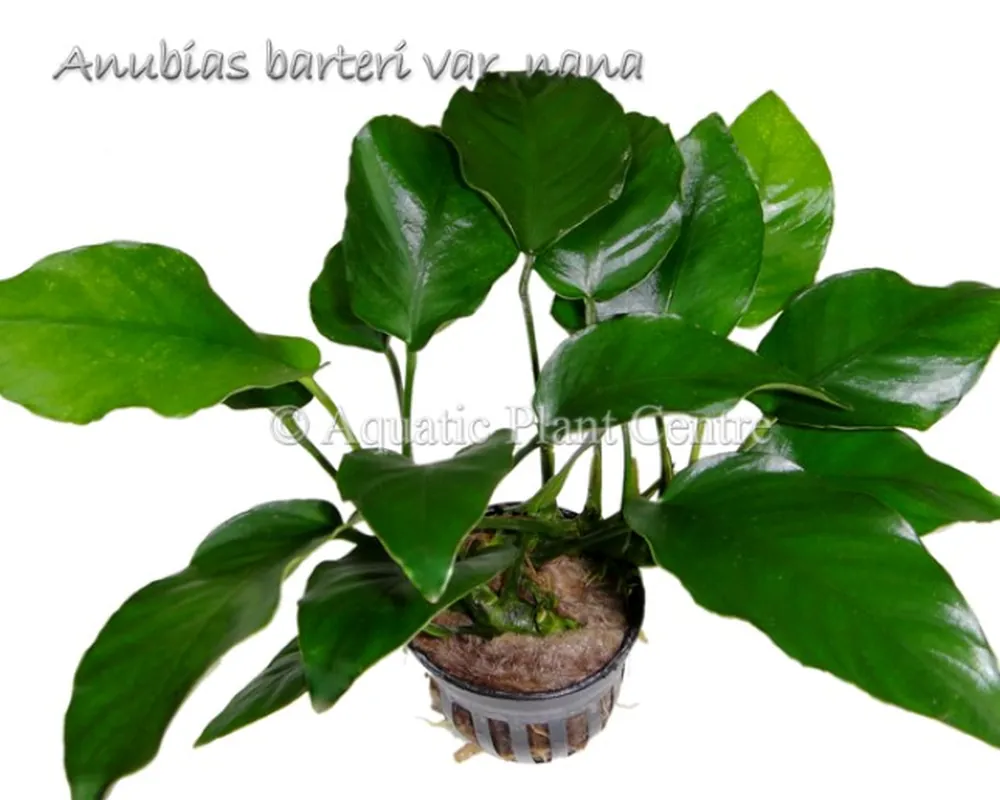 Anubias barteri var nana.jpg