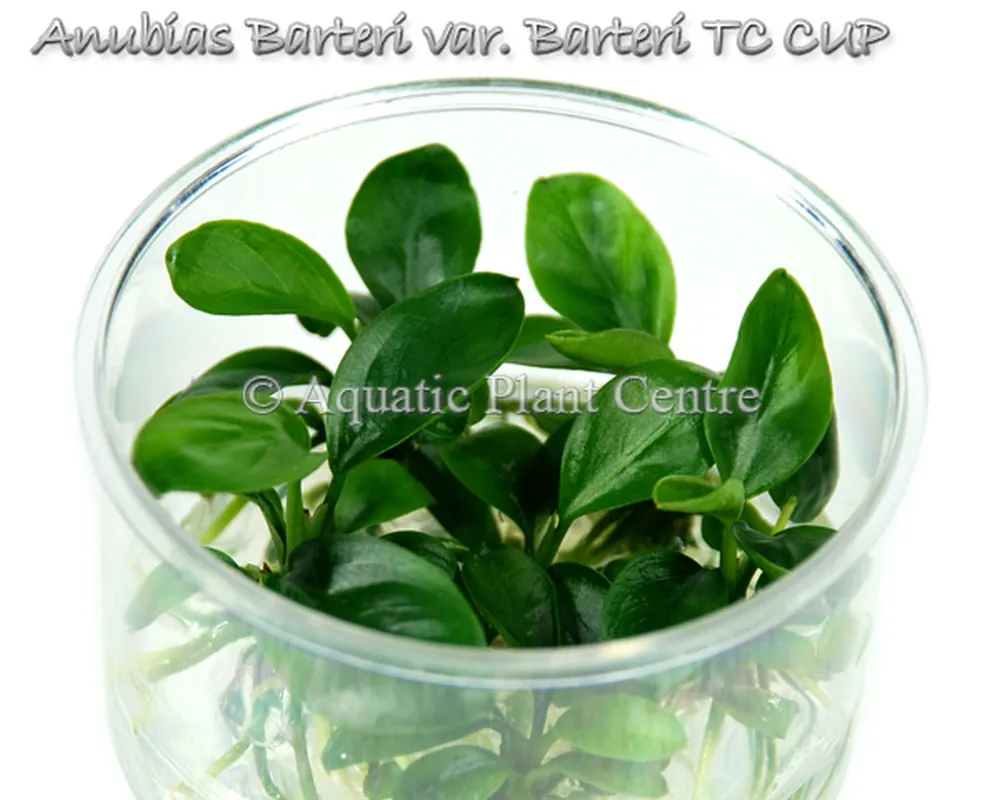 Anubias Barteri var. Barteri TC CUP.jpg