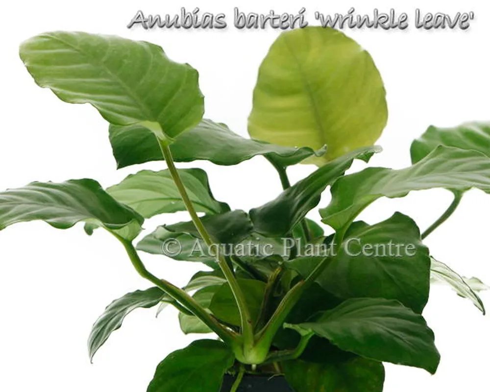 Anubias barteri wrinkle leave.jpg