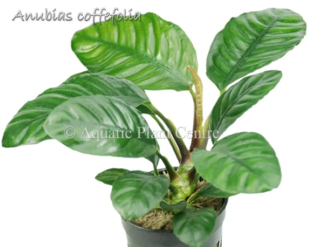 Anubias coffefolia.jpg
