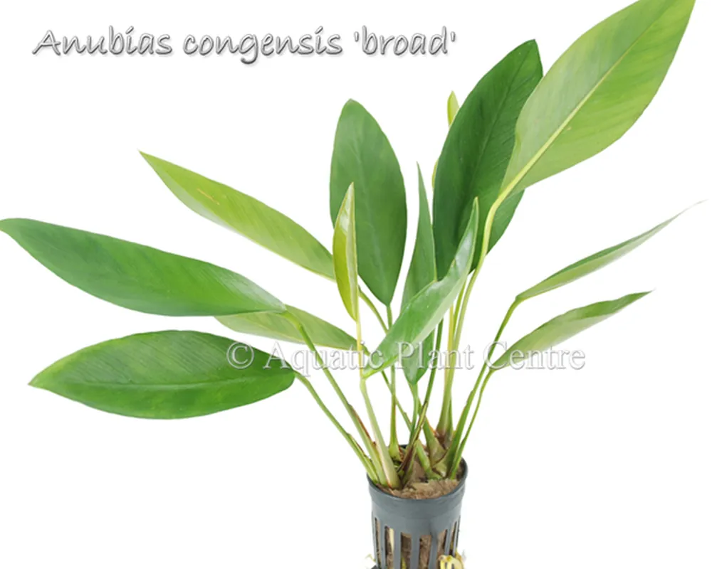 Anubias congensis broad.jpg
